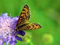 Close-up of butterfly with flowerand blurred grass background. Royalty Free Stock Photo